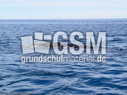 Buckelwal (15 von 57).jpg